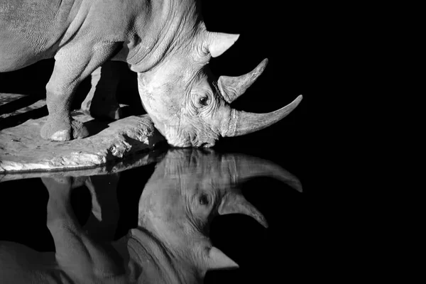 Portrait Black White Photo Black Rhinoceros Diceros Bicornis Drinking Waterhole — Stock Photo, Image