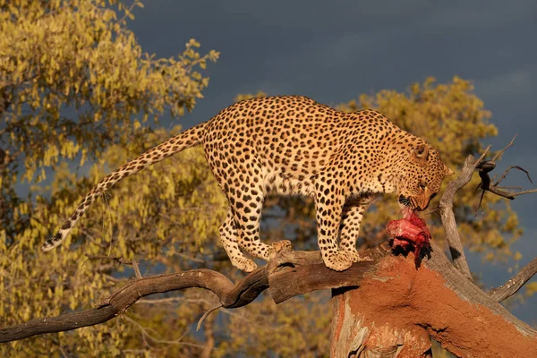 Vahşi Afrika karanlık gökyüzü karşı kanlı et yemek leopar, Panthera pardus güzel ışık, kadın ayakta bir ağaçta. Vahşi hayvan eylem sahne. Yaban hayatı fotoğraf Okonjima, Namibia.