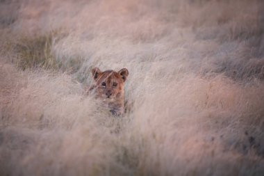 Küçük aslan yavrusu, Panthera leo, sabahın erken saatlerinde hafif, önden görünüm Kuru otların arasında gizli. Etkin pan çöl. Yaban hayatı fotoğraf etkin Ulusal Park'ta, Namibya.