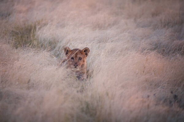 Small lion cub, Panthera leo, hidden in dry grass in early morning light, front view. Etosha pan desert. Wildlife photography in Etosha national park, Namibia.