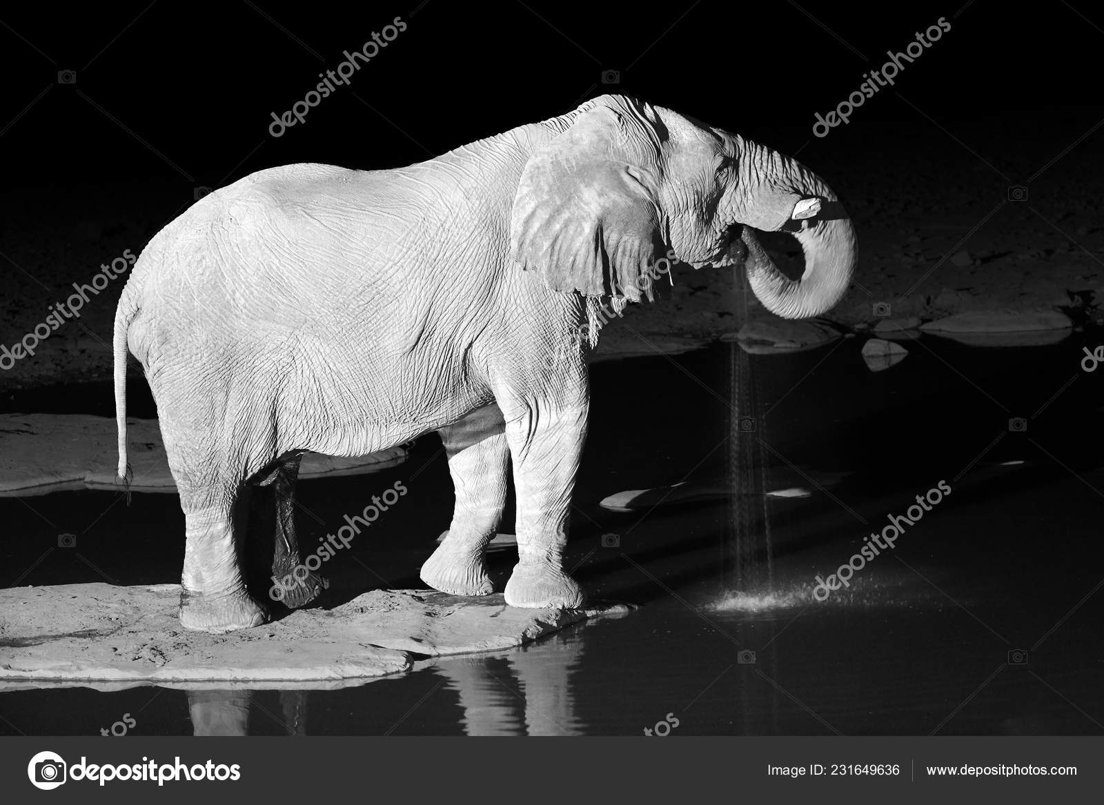 Black White Photo African Elephant Loxodonta Africana Drinking