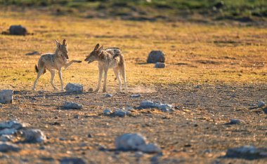 Kara sırtlı Çakal, büyük köpek mesomelas, tilki gibi büyük köpek, çakal çifti birlikte gösteren sosyal sinyalleri oynuyor. Afrika yaban hayatı sahne. Etkin Milli Parkı. Namibya.