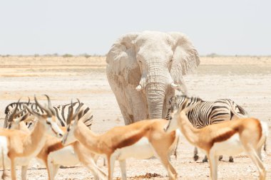 Afrika fili, su birikintisinin diğer vahşi hayvanlar arasında kuru etkin tavada içinde Loxodonta africana büyük boğa. Düşman ve kurak ortam. Yaban hayatı fotoğraf etkin Ulusal Park'ta, Namibya.