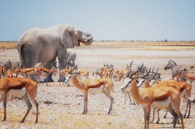 Afrika fili, su birikintisinin diğer vahşi hayvanlar arasında kuru etkin tavada içinde Loxodonta africana büyük boğa. Düşman ve kurak ortam. Yaban hayatı fotoğraf etkin Ulusal Park'ta, Namibya.