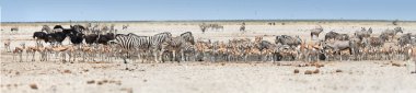 Panoramik fotoğraf yaban hayatı meşgul su birikintisinin, etkin, Namibya içme büyük sürülerin. Etkin Milli Parkı safari oyunu Namibya'da sürücü. Güney Afrika, Botswana ve Namibya yaban hayatı fotoğraf.