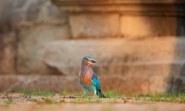 Kolorowy Jasny Niebieski Zielony Tropikalne Ptak Indian Roller Bengalski Coracias — Zdjęcie stockowe