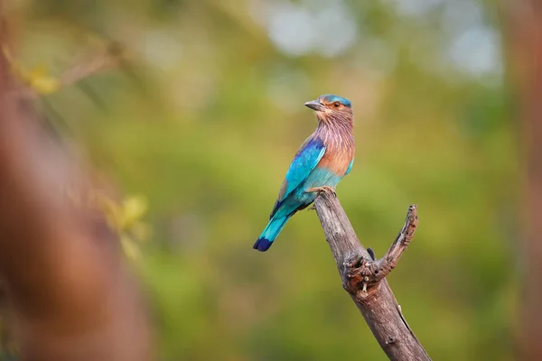 Colorful Bright Blue Green Tropical Bird Indian Roller Coracias Benghalensis — Stock Photo, Image