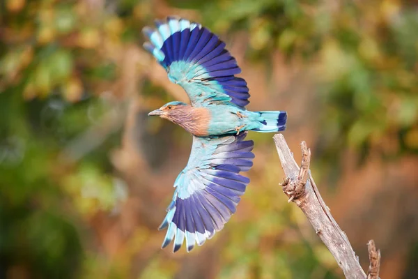 Colorful Bright Blue Green Tropical Bird Indian Roller Coracias Benghalensis — Stock Photo, Image