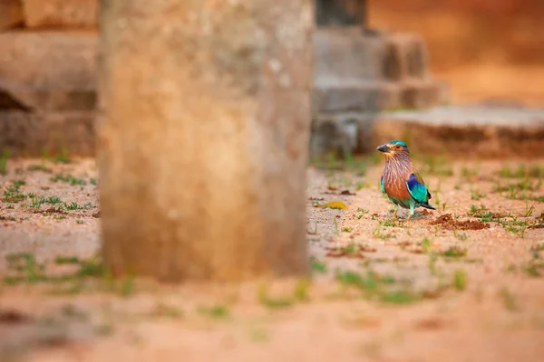 Colorful Bright Blue Green Tropical Bird Indian Roller Coracias Benghalensis — Stock Photo, Image