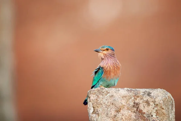 Bunten Leuchtend Blau Grünen Tropischen Vogel Indische Walze Coracias Benghalensis — Stockfoto