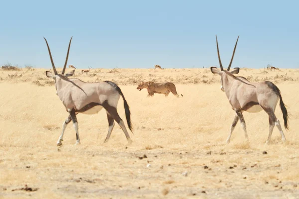 Paisaje Etosha Dos Grandes Antílopes Con Cuernos Espectaculares Gemsbok Oryx —  Fotos de Stock
