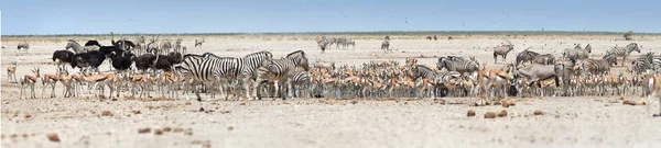 Panoramic photo of huge herds of wildlife drinking at busy waterhole, Etosha, Namibia. Etosha national park safari game drive in Namibia. Wildlife photography in South Africa, Botswana and Namibia.