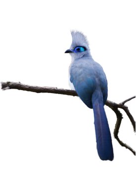 Beyaz arka plan, çok çekici kuş, tepeli coua, Coua cristata, Madagaskar için endemik izole. Gri ve mavi beyaz uçlu Mor-Mavi kuyruklu renkli.