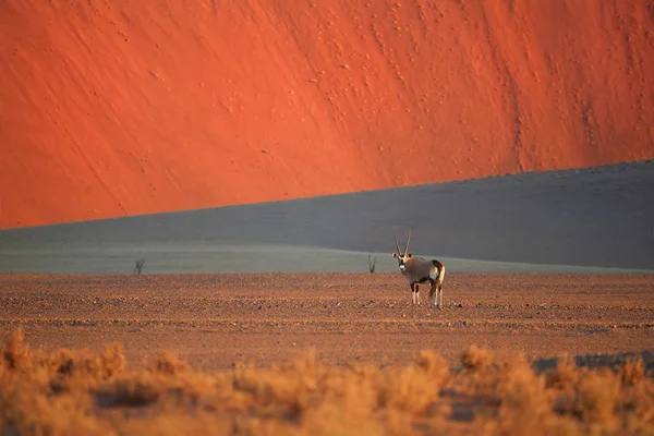 Pintoresco Paisaje Desértico Namib Enormes Dunas Rojas Con Oryx Sudafricano — Foto de Stock