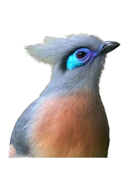 Isolé Sur Fond Blanc Portrait Oiseau Très Attrayant Crested Coua — Photo