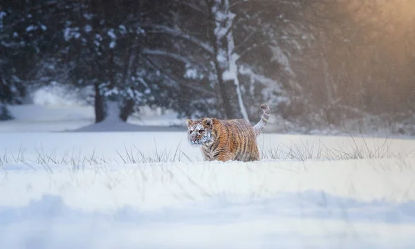 Сибирский Тигр Panthera Tigris Altaica Молодой Самец Заснеженном Ледяном Холоде — стоковое фото