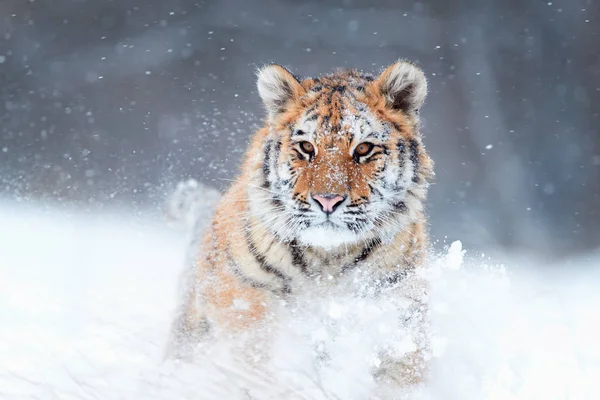 Крупным Планом Сибирский Тигр Panthera Tigris Altaica Молодой Самец Заснеженном — стоковое фото