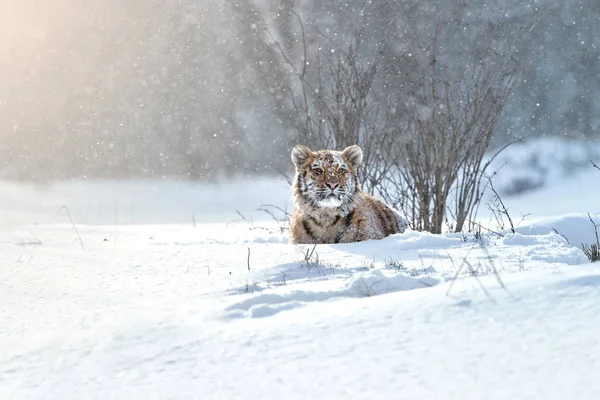 シベリアトラ パンテラティグリスアルタイカ 雪の中の若い男性 凍えるような寒さ 冬の森に対する深い雪の中に横たわって閉じます その自然なタイガ環境でタイガー 雪吹雪の中の大きな猫 — ストック写真