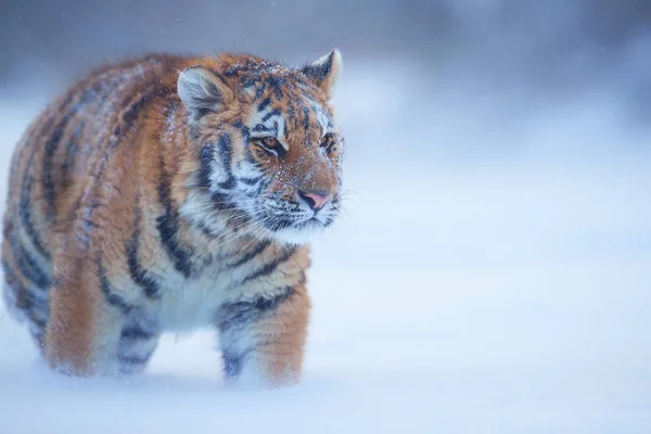 シベリアのトラ アムールトラ 深い雪の中でカメラで直接歩いて雪 凍えるような寒さ 若い男性を閉じます 冬の自然の大河では タイガー 冬の森で大きな猫 — ストック写真
