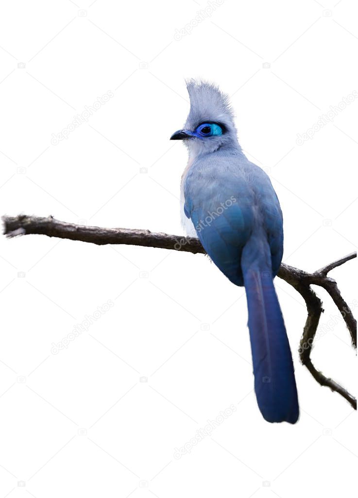 Isolated on white background, very attractive bird, Crested coua, Coua cristata, endemic to Madagascar. Gray and blue colored with white-tipped purplish-blue tail.