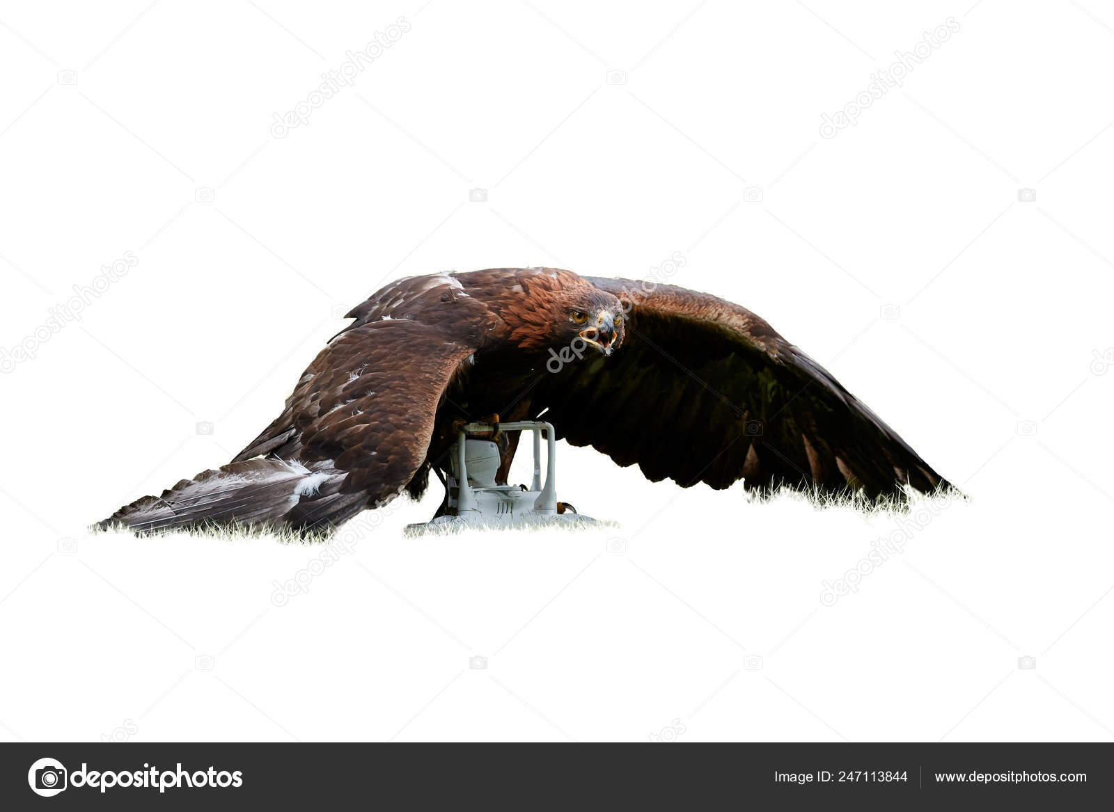 Isolated White Background Golden Eagle Aquila Chrysaetos