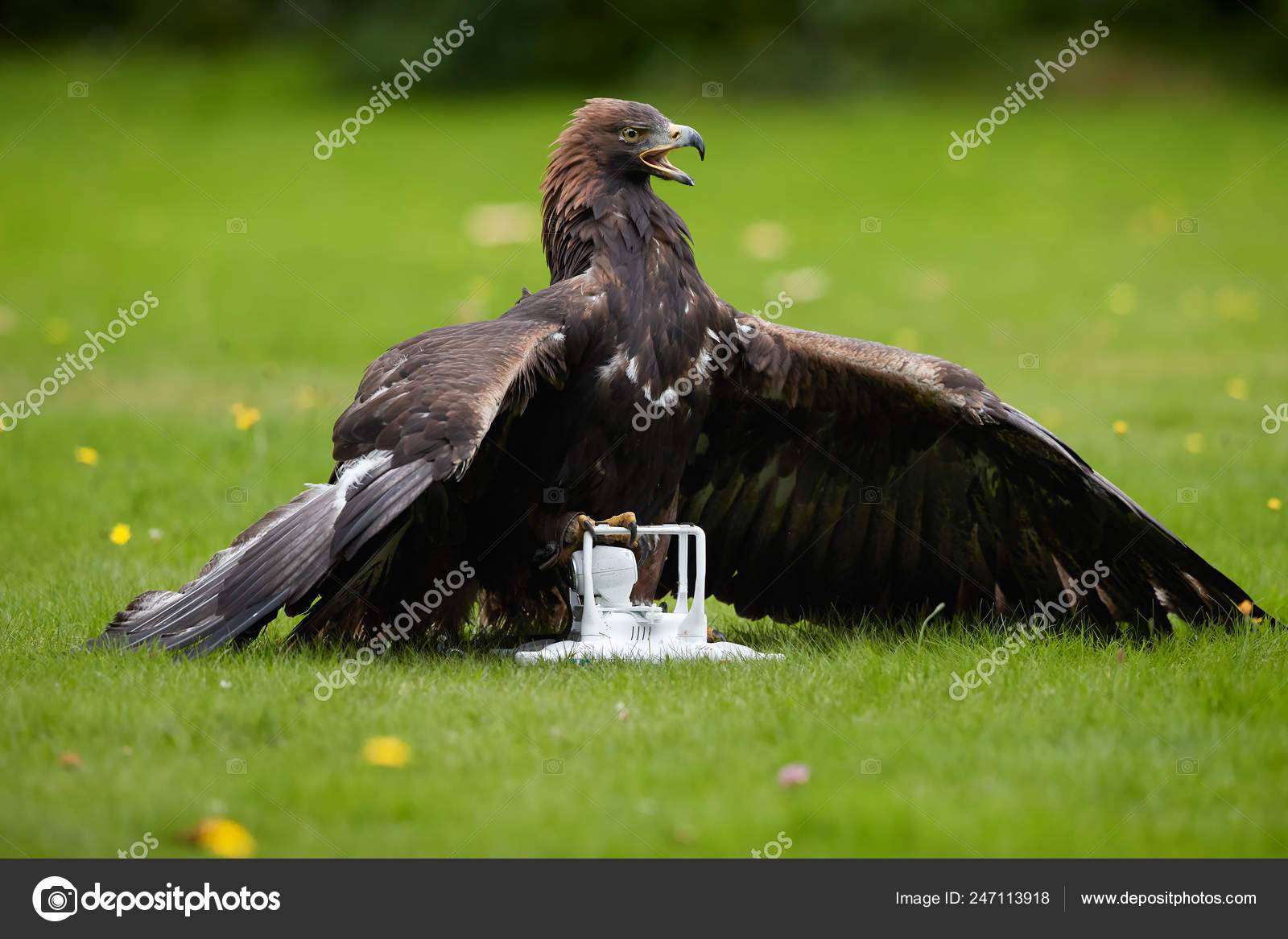 Falconry Training Airfield Protection Drones Golden Eagle