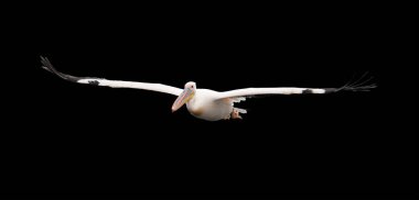 İzole siyah arka plan, vahşi büyük beyaz Pelikan, doğrudan kameraya uçan Pelecanus onocrotalus. Büyük Pelikan uzanmış kanatlı büyük pembe ve sarı bill. Walvis Bay, Namibya.