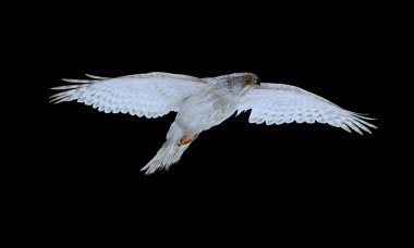 Siyah, beyaz Sibirya çakır kuşu üzerinde Accipiter gentilis albidus, izole kış manzara modunda uçan kanat, önden görünüm nadir, neredeyse beyaz Şahin, Yırtıcı Kuş wirh üzerinde uzanmış.
