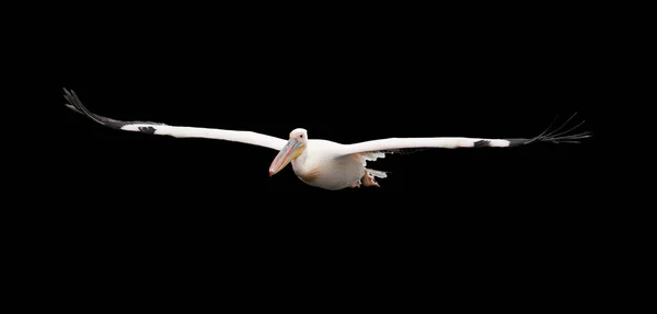 Izolované Černém Pozadí Divoké Pelikán Bílý Pelecanus Onocrotalus Letící Přímo — Stock fotografie