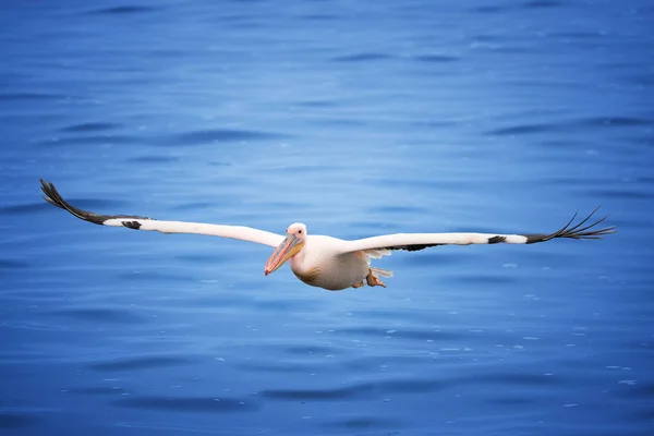 Большой Белый Пеликан Pelecanus Onocrotalus Плотно Летает Над Поверхностью Моря — стоковое фото