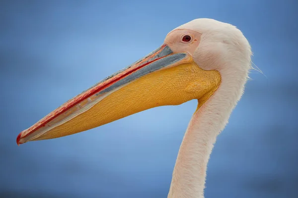Retrato Grande Pelicano Branco Pelecanus Onocrotalus Enorme Pelicano Com Enorme — Fotografia de Stock