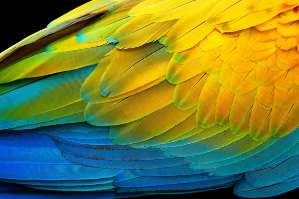 Estrutura Penas Coloridas Vivas Intensas Azuis Amarelas Papagaio Macaco Escarlate — Fotografia de Stock