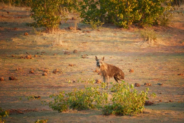 Braune Hyäne Parahyaena Brunnea Auch Strandwolf Bodenbild Der Seltensten Hyänenarten — Stockfoto