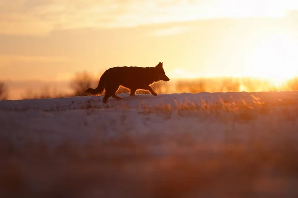 Berger Bohême Canis Lupus Familiaris Silhouette Chien Sauvetage Race Sur — Photo