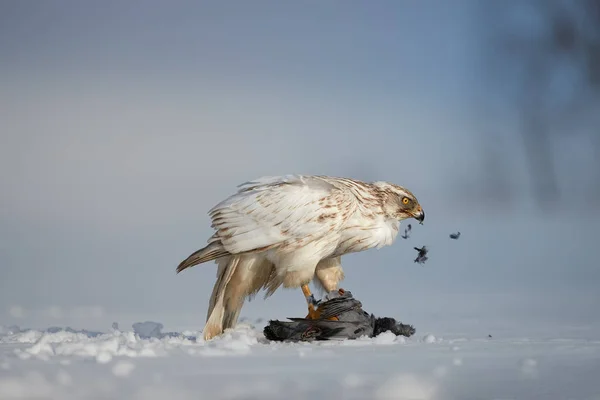 Bird Prey Catch White Siberian Goshawk Accipiter Gentilis Albidus Eating — Stock Photo, Image