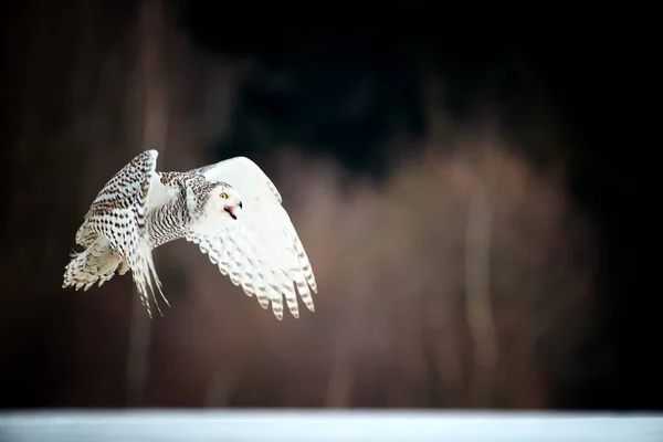 Magic White Owl Bright Yellow Eyes Flying Winter Countryside Snowy — Stock Photo, Image