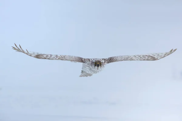 Toldo Siberiano Blanco Aislado Accipiter Gentilis Albidus Vista Frontal Halcón — Foto de Stock