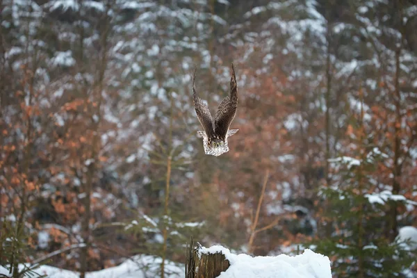 Northern Goshawk Accipiter Gentilis Bird Prey Very Fast Flying Directly — Stock Photo, Image