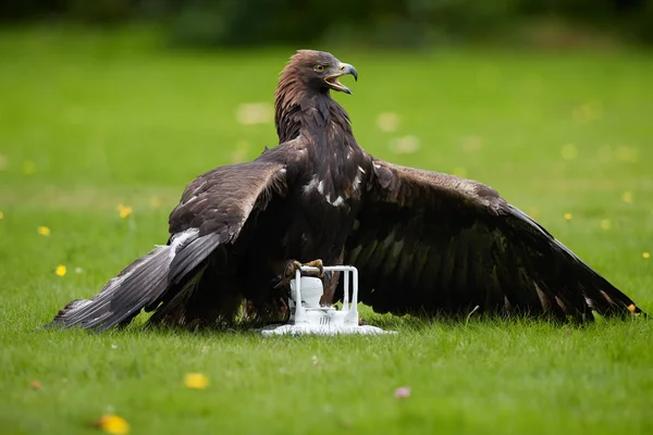 Falconry training for airfield protection against drones. Golden eagle, Aquila chrysaetos against white drone quadcopter. Drone hunter, bird of prey with quad copter in claws. Copter catched by eagle.