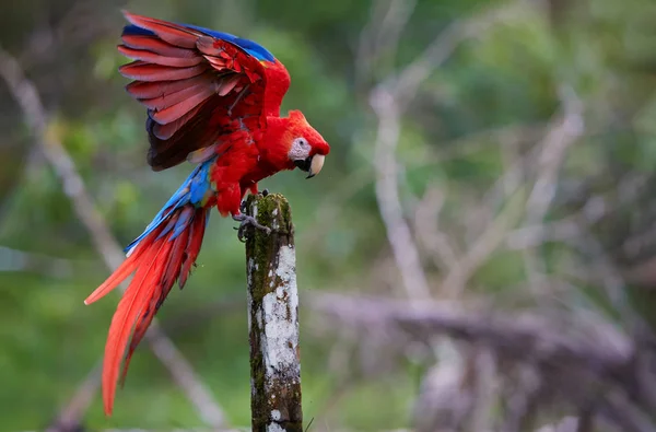Скарлет Папуга Ара Ara Макао Червоний Синій Великий Барвисті Амазонських — стокове фото