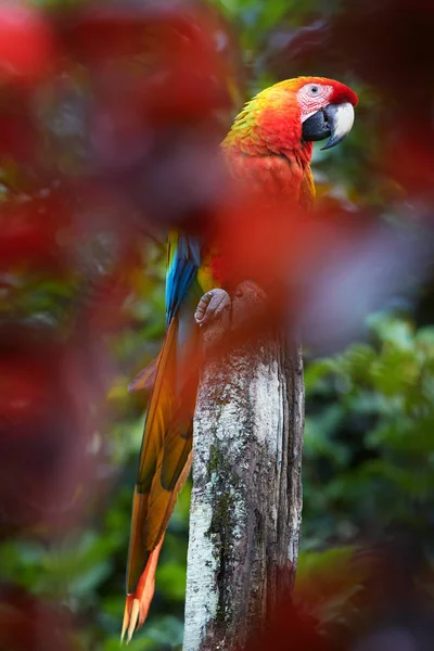 Artistic Very Colorful Vertical Photo Scarlet Macaw Parrot Ara Macao — Stock Photo, Image