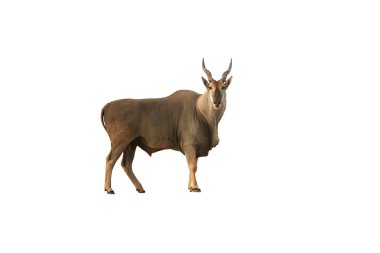 Büyük antilop, ortak Eland Taurotragus oryx, beyaz arka planda, kameraya bakarak Afrika'da en büyük antilop izole. Vahşi hayvan kurak Etkin Park, Namibya.