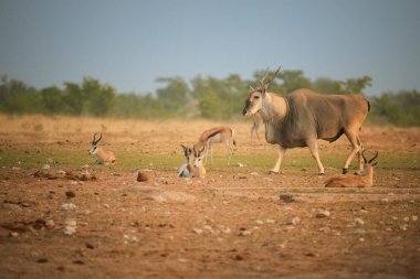 Eland antilop, Afrika antilobu Taurotragus, en büyük ve en ağır antilop Afrika, Namibya Springboks'ı, tipik kurak ortam etkin Milli parkının önünde yürüyüş bükümlü boynuzları erkek.