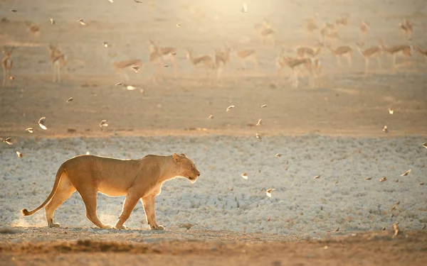 Dişi Aslan Sürüsü Springboks Arka Planda Karşı Güzel Işık Backlighted — Stok fotoğraf
