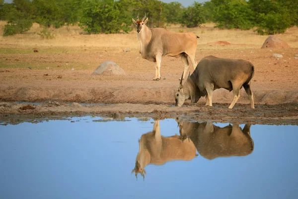 Δύο Eland Αντιλόπες Taurotragus Oryx Στο Χείλος Του Waterhole Αντανακλώντας — Φωτογραφία Αρχείου