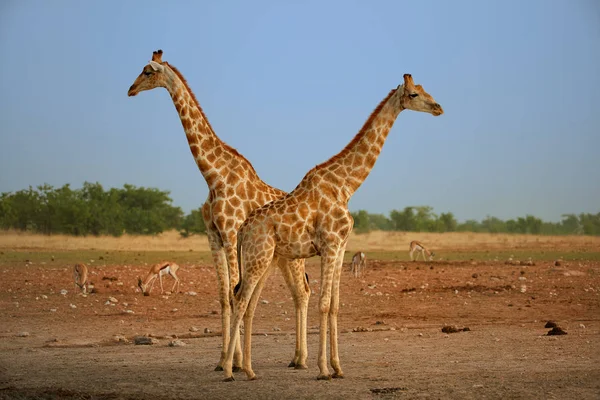 Два Ангольских Жирафа Giraffa Giraffa Angolensis Известный Намибийский Жираф Стоят — стоковое фото