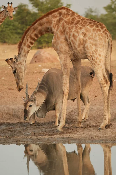 Vertikala Foto Enorma Eland Antilop Taurotragus Oryx Stående Angolanska Giraff — Stockfoto
