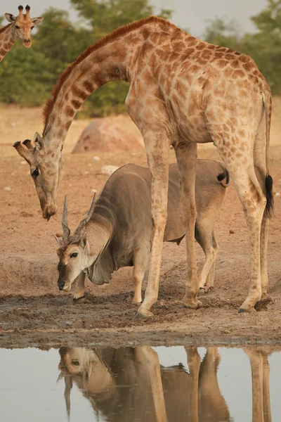 Photo Verticale Une Énorme Antilope Eland Taurotragus Oryx Debout Sous — Photo