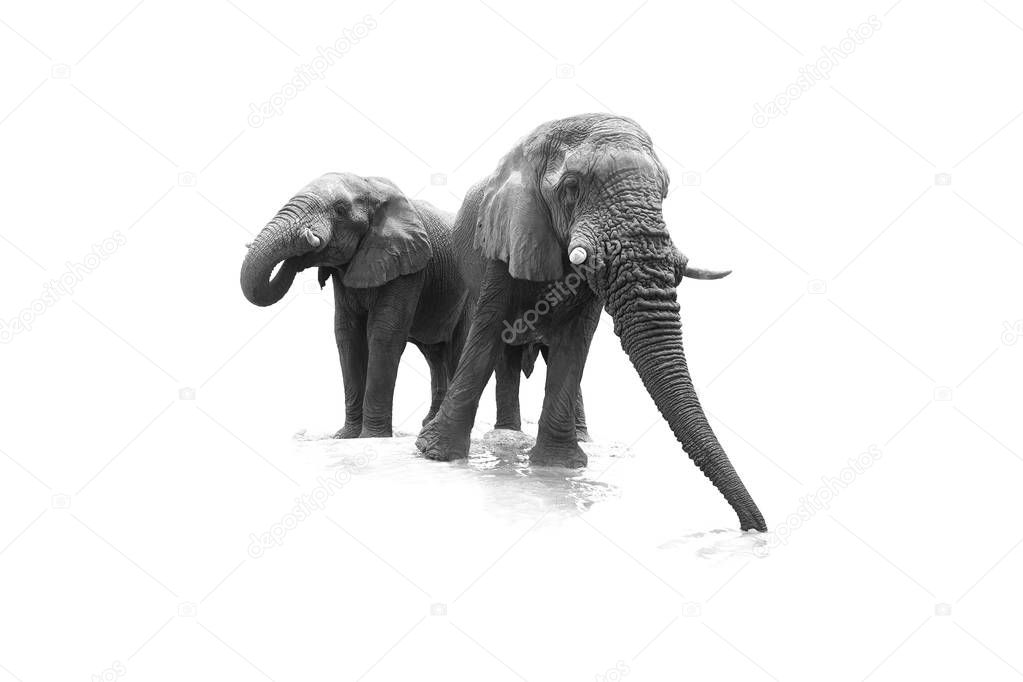 Artistic, black and white, close up photo of two African Bush El