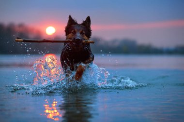 Güneş ayarı karşı yüzme köpeği doğrudan görünümü. Bohem çoban, safkan. Su içinde köpek, bir sopa almak. Düşük açılı fotoğraf. Aktif aile köpeği açık havada. Çek Cumhuriyeti yerli köpek doğurmak.